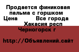 Продается финиковая пальма с горшком › Цена ­ 600 - Все города  »    . Хакасия респ.,Черногорск г.